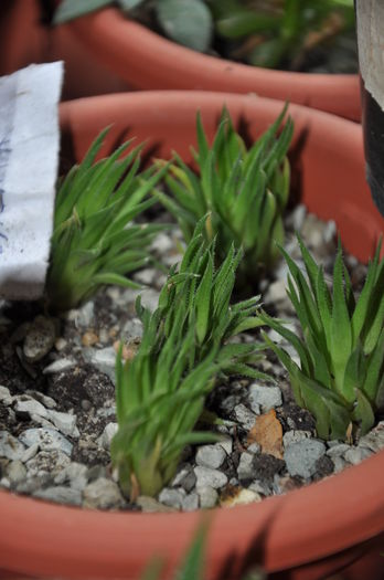 DSC_9764 - haworthia