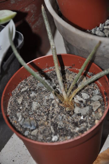 DSC_9766 - CACTUSI rog identificare