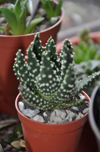 DSC_9767 - haworthia