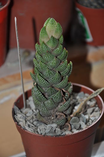 DSC_9775 - haworthia