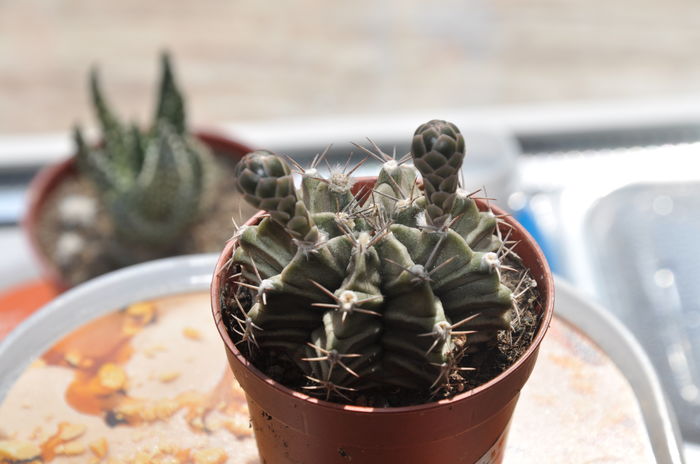 DSC_9869 - CACTUSI rog identificare