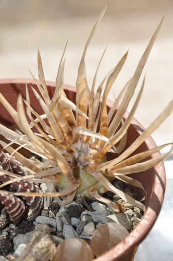 DSC_9872 - CACTUSI rog identificare