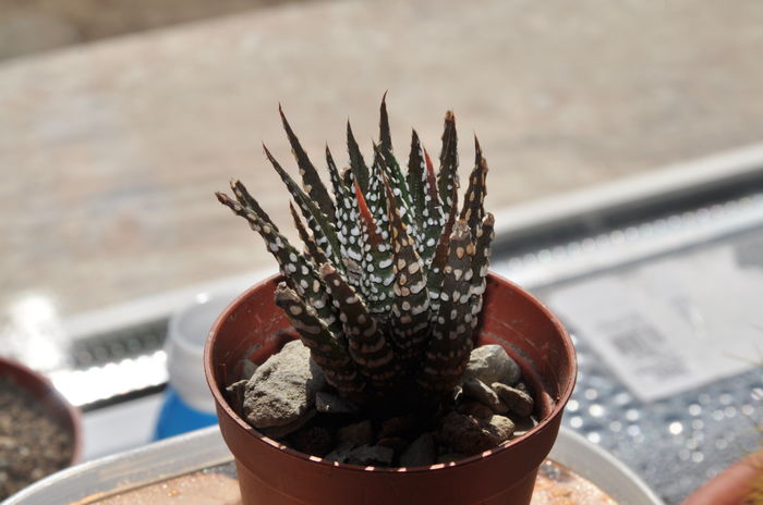 DSC_9873 - haworthia