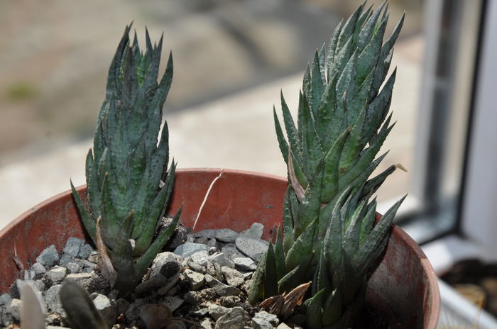 DSC_9874 - haworthia
