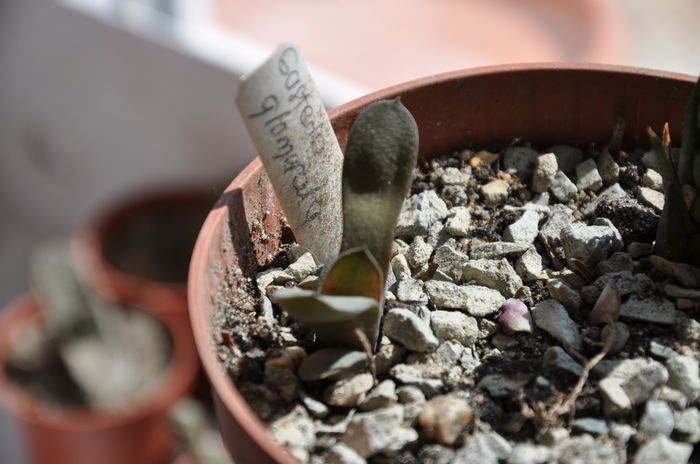 DSC_9875 - Gasteria