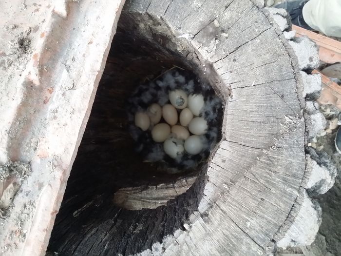 Oua de mandarina galbena si verzicolor - rata mandarin