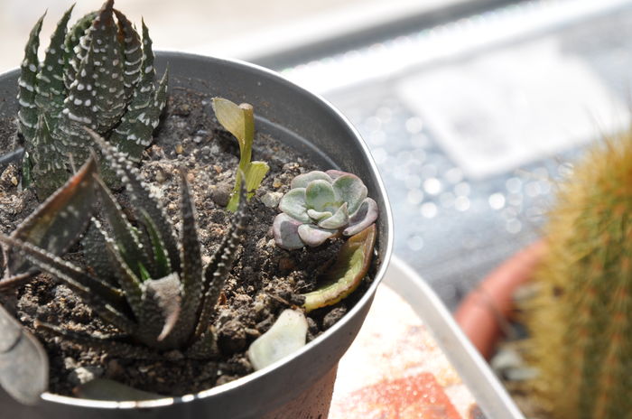 DSC_9878 - haworthia