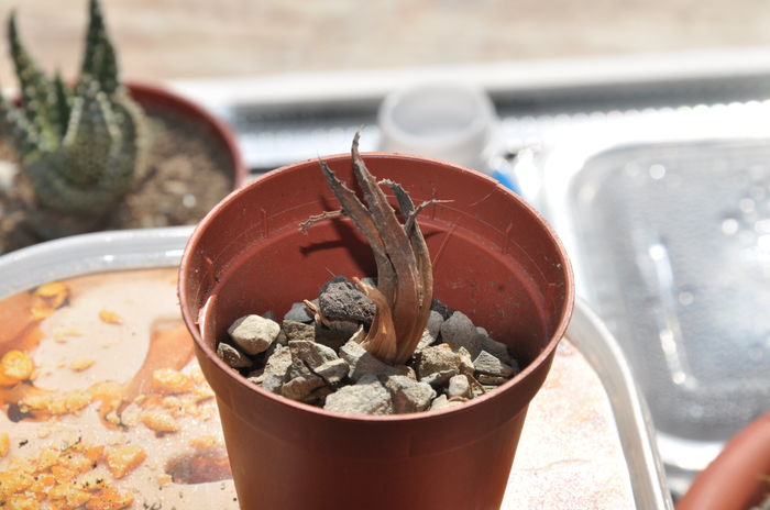 DSC_9879 - haworthia