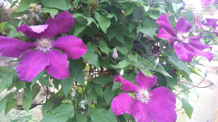 DSC_0119 - clematite 2016