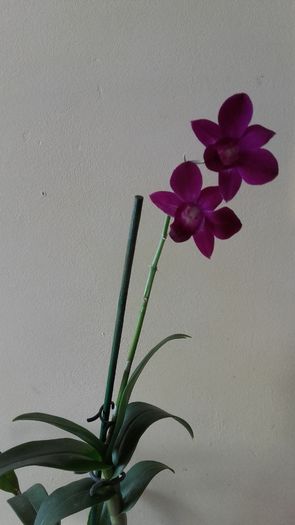 Dendrobium mov - 2016