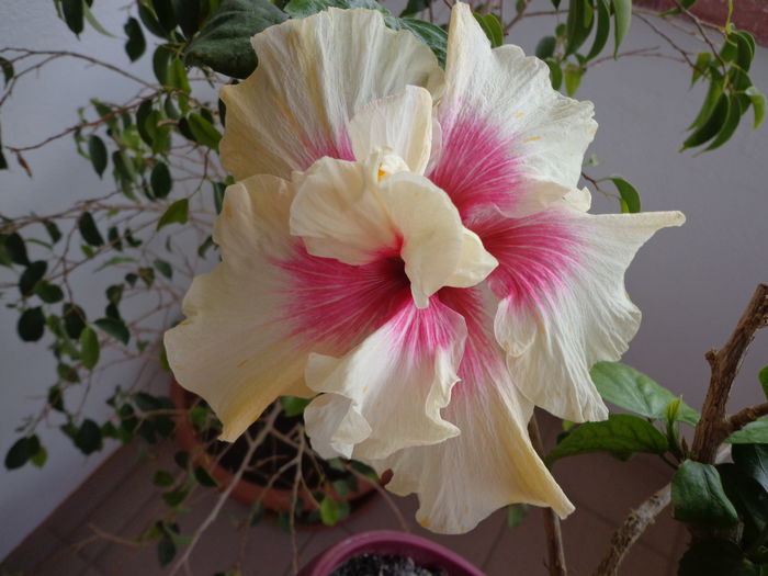 DSC03145 - A-HIBISCUSI 2016