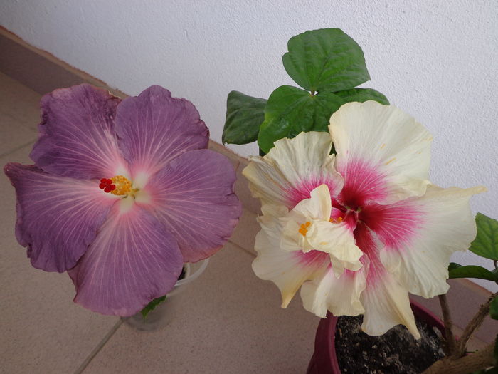 DSC03151 - A-HIBISCUSI 2016