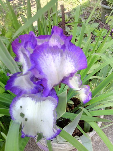 IMG_20160511_093037 - 01-Flori din curtea mea 2016