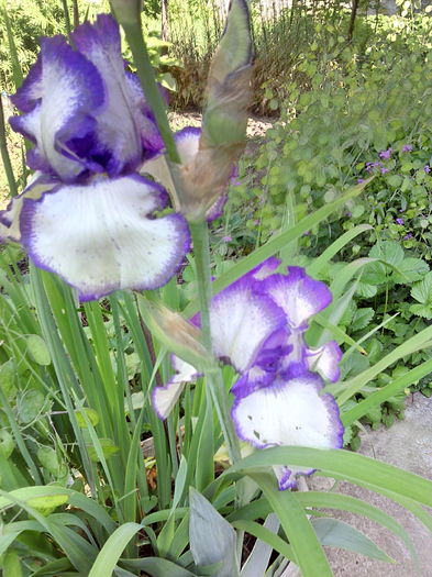 IMG_20160511_093054 - 01-Flori din curtea mea 2016