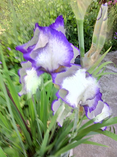 IMG_20160511_093123 - 01-Flori din curtea mea 2016