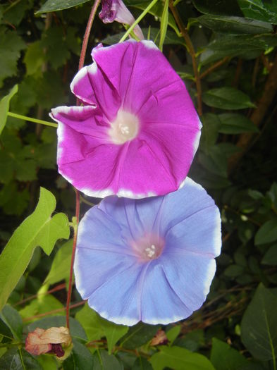 Picotee Morning Glory (2015, Aug.18)