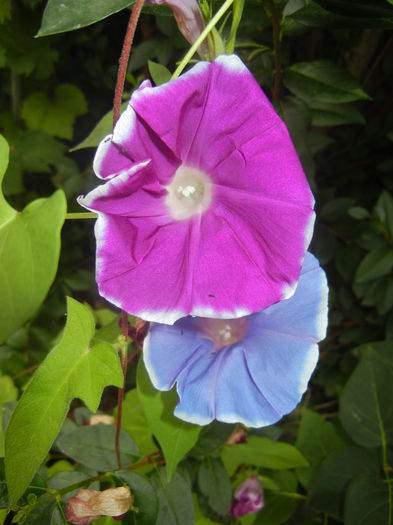 Picotee Morning Glory (2015, Aug.18)