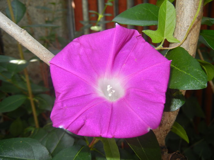 Picotee Morning Glory (2015, Aug.26)