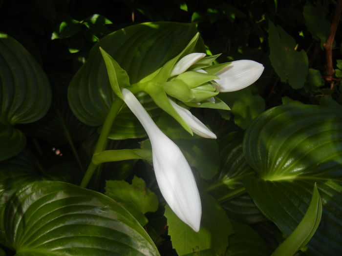 Hosta_Plantain Lily (2015, August 03)