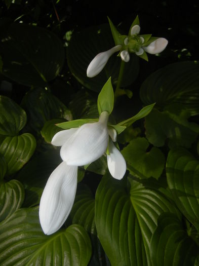 Hosta_Plantain Lily (2015, August 03)