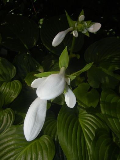 Hosta_Plantain Lily (2015, August 03) - LILY Plantain Lily Hosta