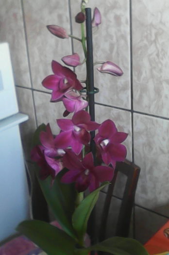 20.05.16 - florile mele dragi