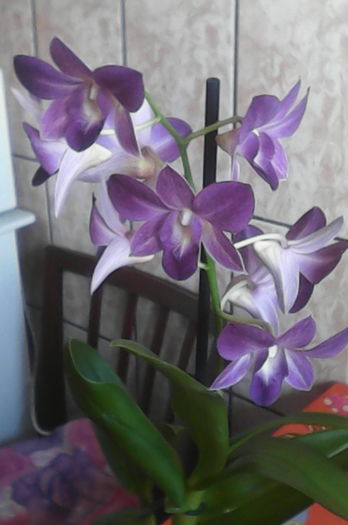 IMG_20160520_100536 - florile mele dragi