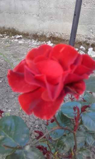 20160519_200626 - trandafiri 2016