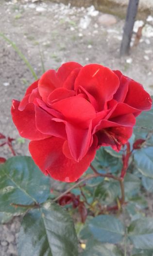 20160519_200706 - trandafiri 2016