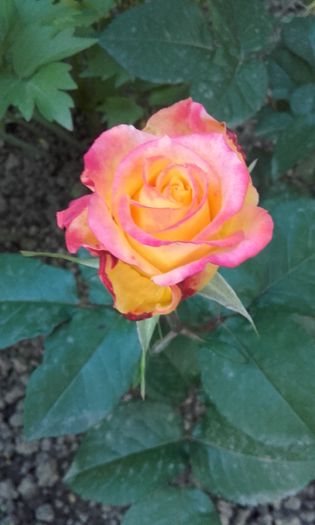 20160519_200740 - trandafiri 2016