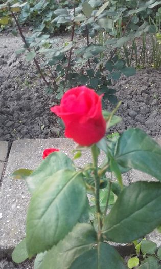 20160519_200805 - trandafiri 2016