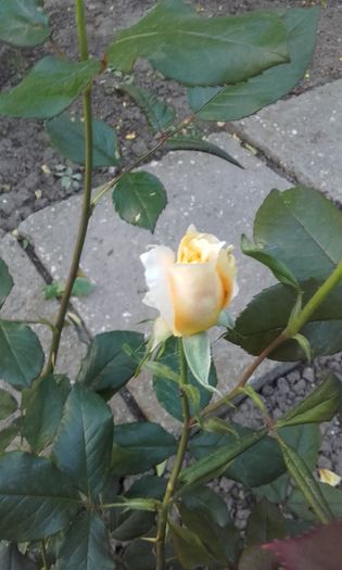 20160519_200816 - trandafiri 2016