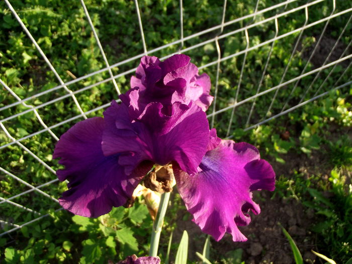 iris windsor rose - Irisi 2016