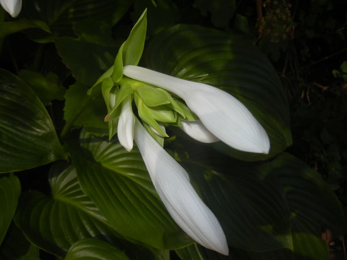 Hosta_Plantain Lily (2015, August 03)