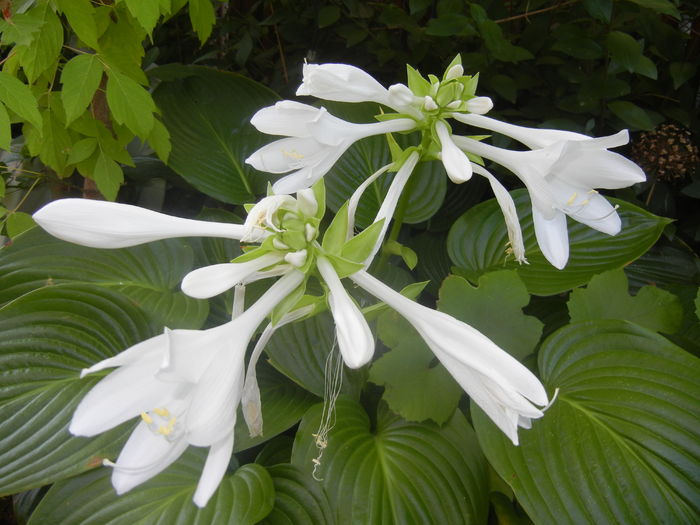 Hosta_Plantain Lily (2015, August 09)