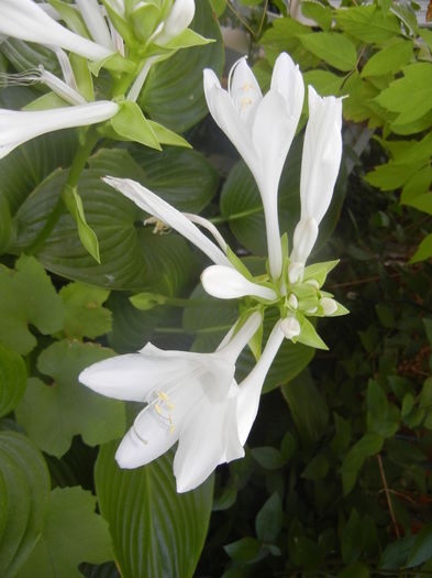 Hosta_Plantain Lily (2015, August 09) - LILY Plantain Lily Hosta