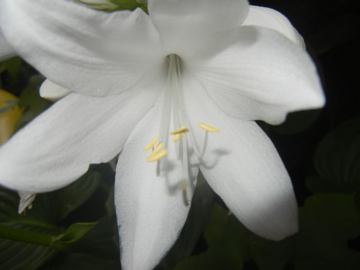 Hosta_Plantain Lily (2015, August 09)