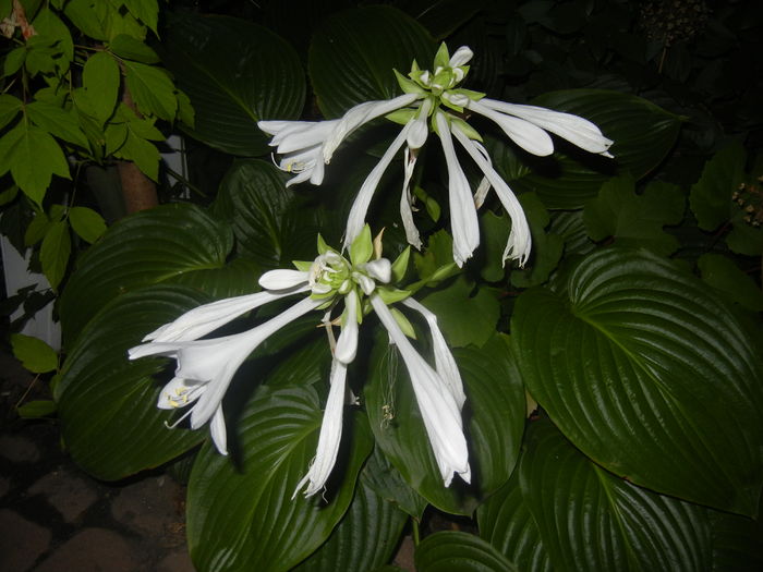 Hosta_Plantain Lily (2015, August 11) - LILY Plantain Lily Hosta