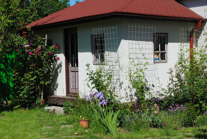 15 mai - 2016 gradina mea