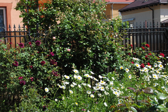 15 mai - 2016 gradina mea