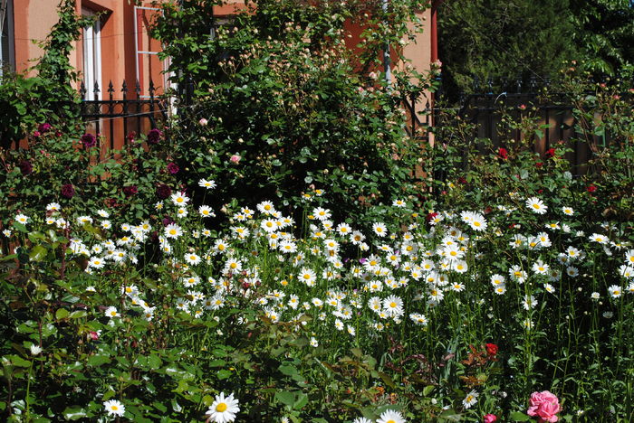 15 mai - 2016 gradina mea