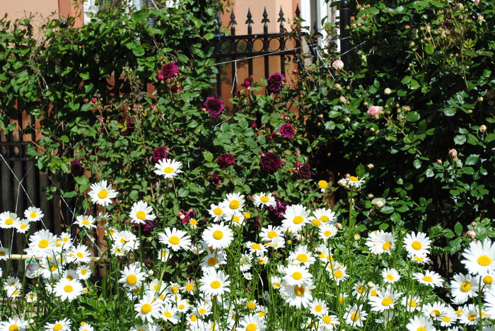 15 mai - 2016 gradina mea