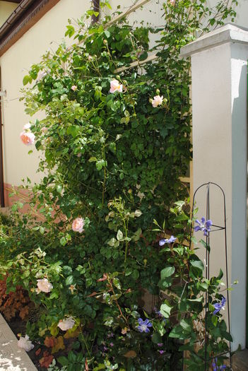 15 mai - 2016 gradina mea