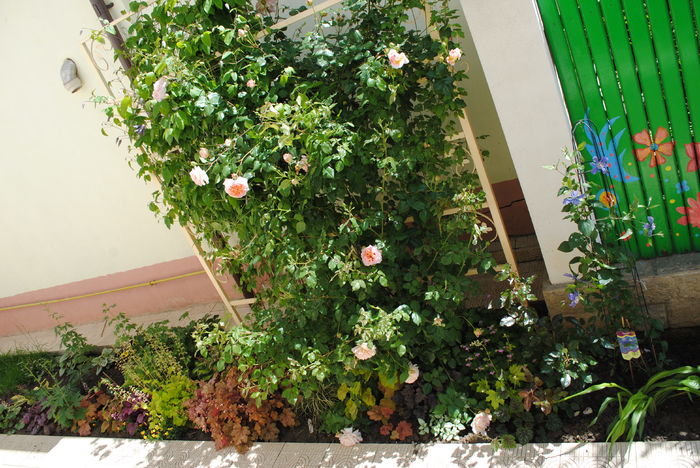 15 mai - 2016 gradina mea