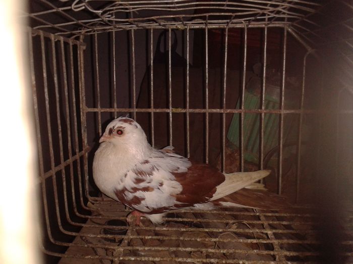 2016-05-20 10.55.17 - porumbei recuperati dupa furtul din august 2015