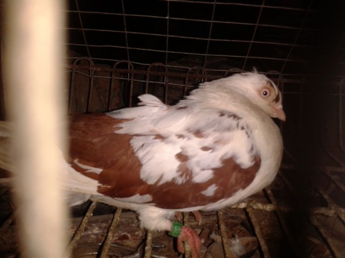 2016-05-20 10.55.44 - porumbei recuperati dupa furtul din august 2015