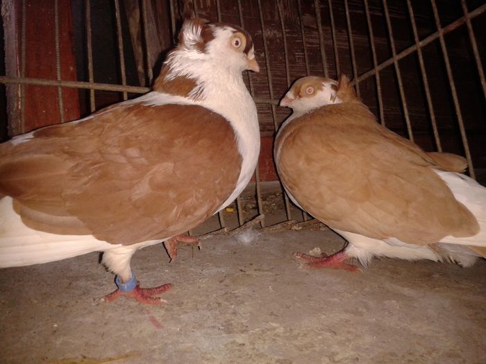 2016-05-20 10.56.56 - porumbei recuperati dupa furtul din august 2015