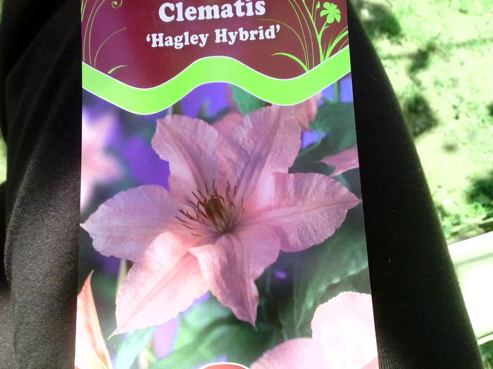 IMG_20160520_125552 - Clematis-Hagley Hybrid