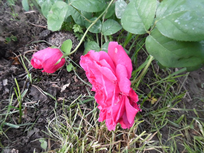 093 - 2016 Flori si Trandafiri