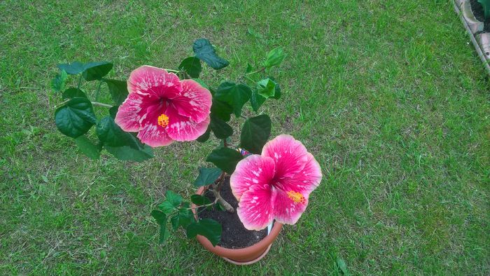 WP_20160520_13_48_46_Pro - Hibiscus Lily Torbert